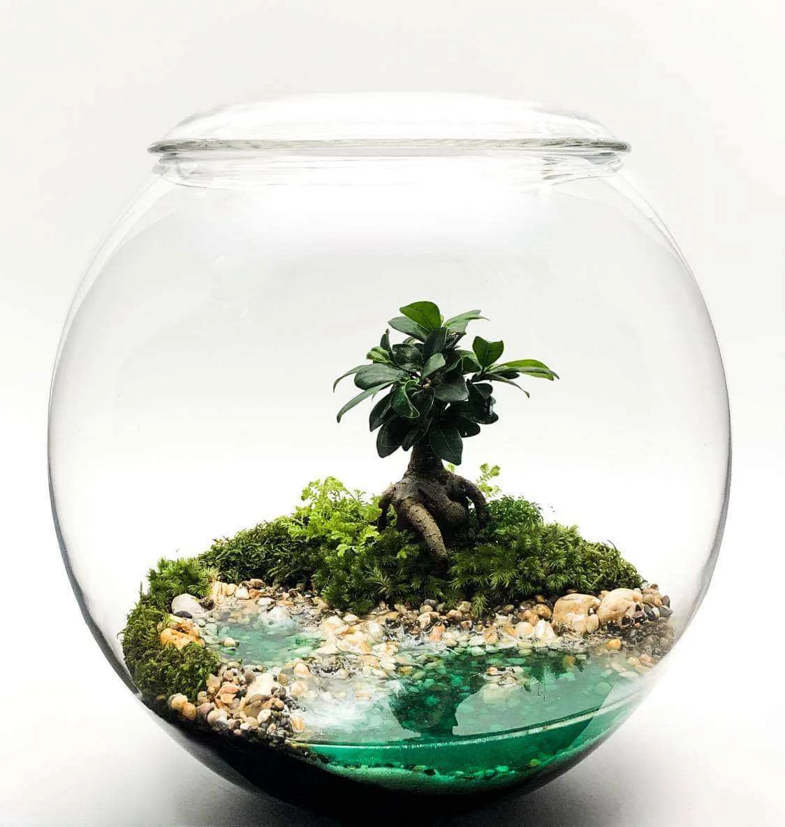 terrarium-kin-12