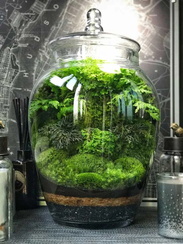 terrarium-kin-13