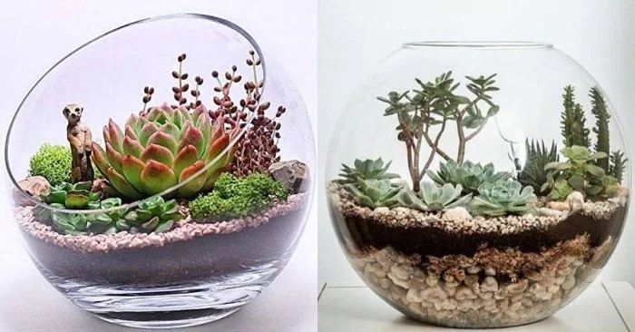 terrarium-sen-da-21