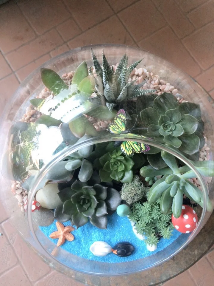 terrarium-sen-da-22