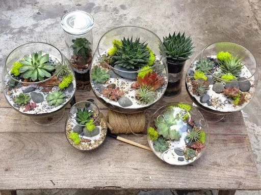 terrarium-sen-da-26