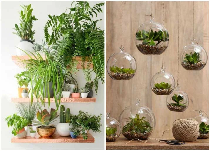 tieu-canh-terrarium-1