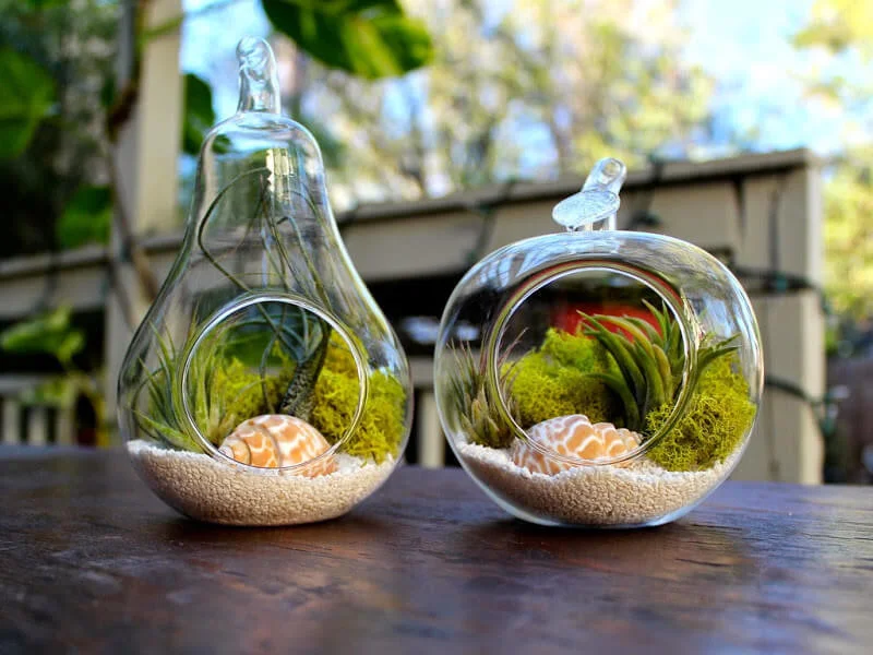 tieu-canh-terrarium-10