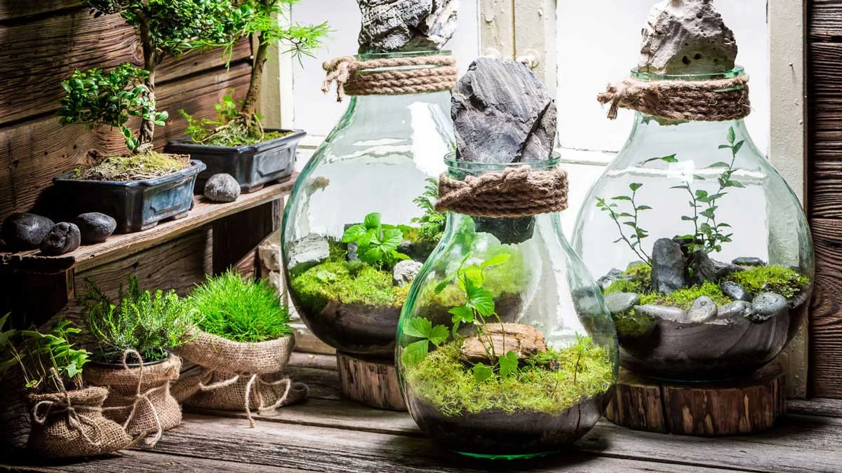 tieu-canh-terrarium-3