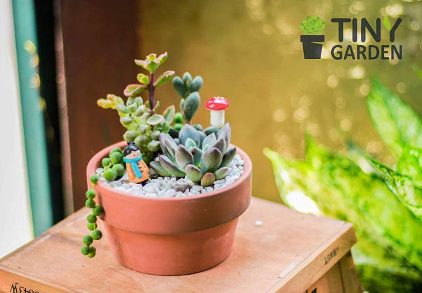 Hướng dẫn chi tiết cách chăm sóc tiểu cảnh - Tiny Garden