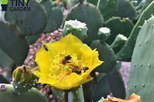 Ong thụ phấn cho hoa xương rồng