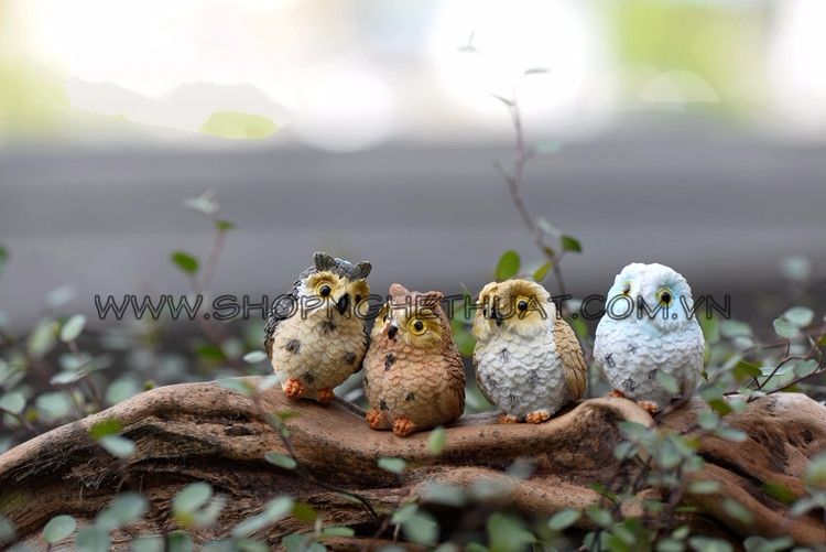 Chú chim Owl